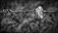 Feather on barbed wire_Russell  Hynard_set.i04